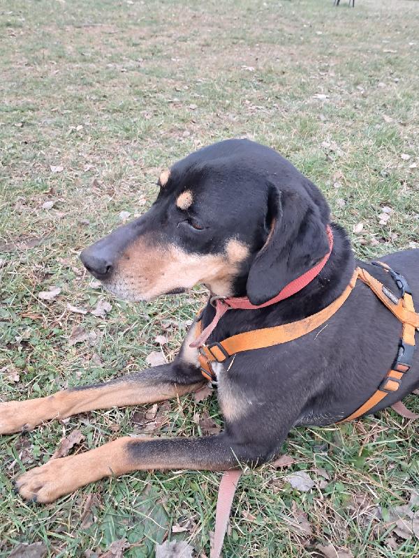 Skylar, una splendida simil segugia Foto 10